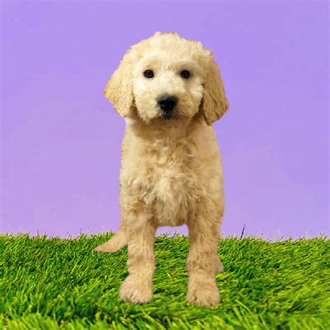 Available Puppies Breeds Puppy Payments About About Us Puppy Match Questionnaire Warranties Fur-ever Home The Facts FAQ. . Puppyland marietta